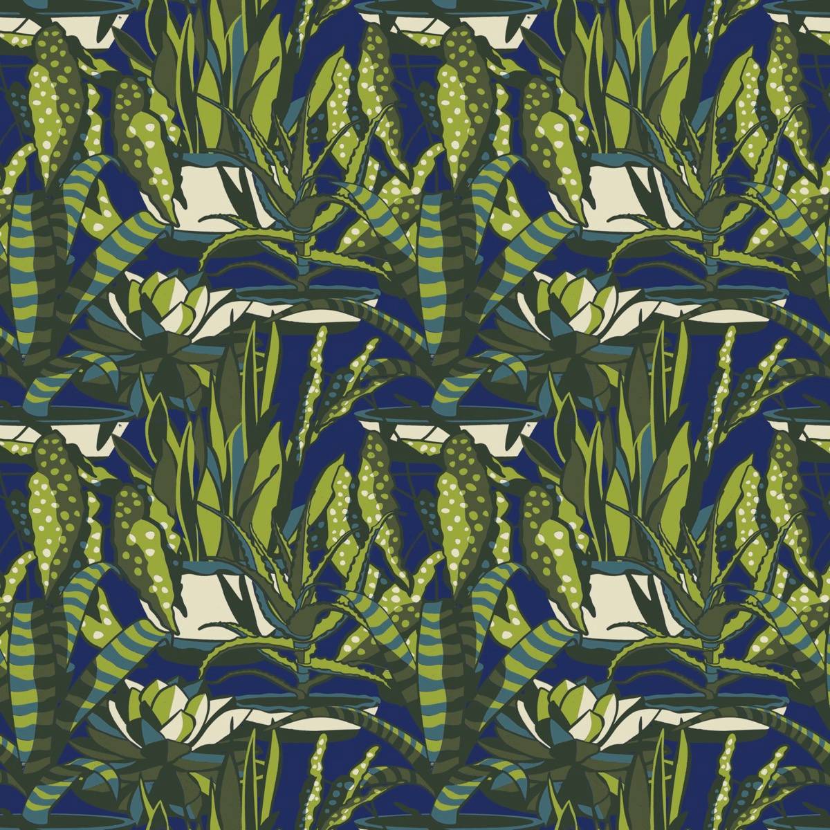 Agaves - __gallery