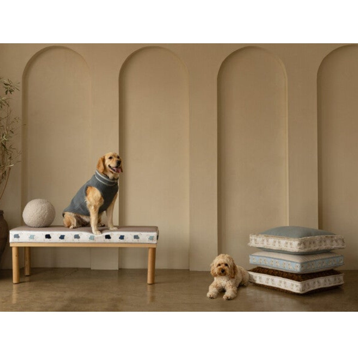 Samuel and Sons | Coton de Tulear Border