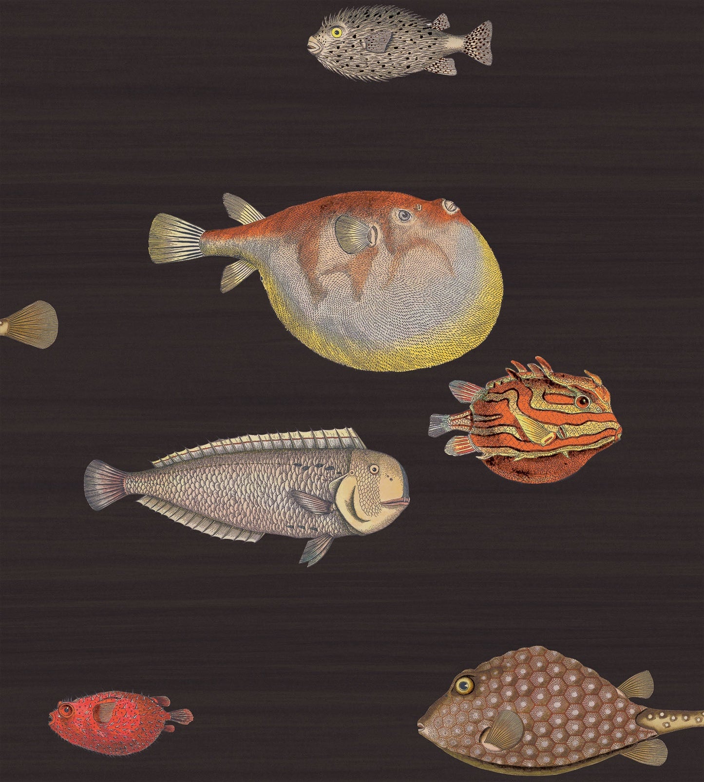 Cole & Son Acquario - Charcoal