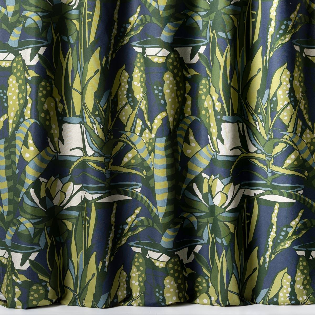 Agaves - 75