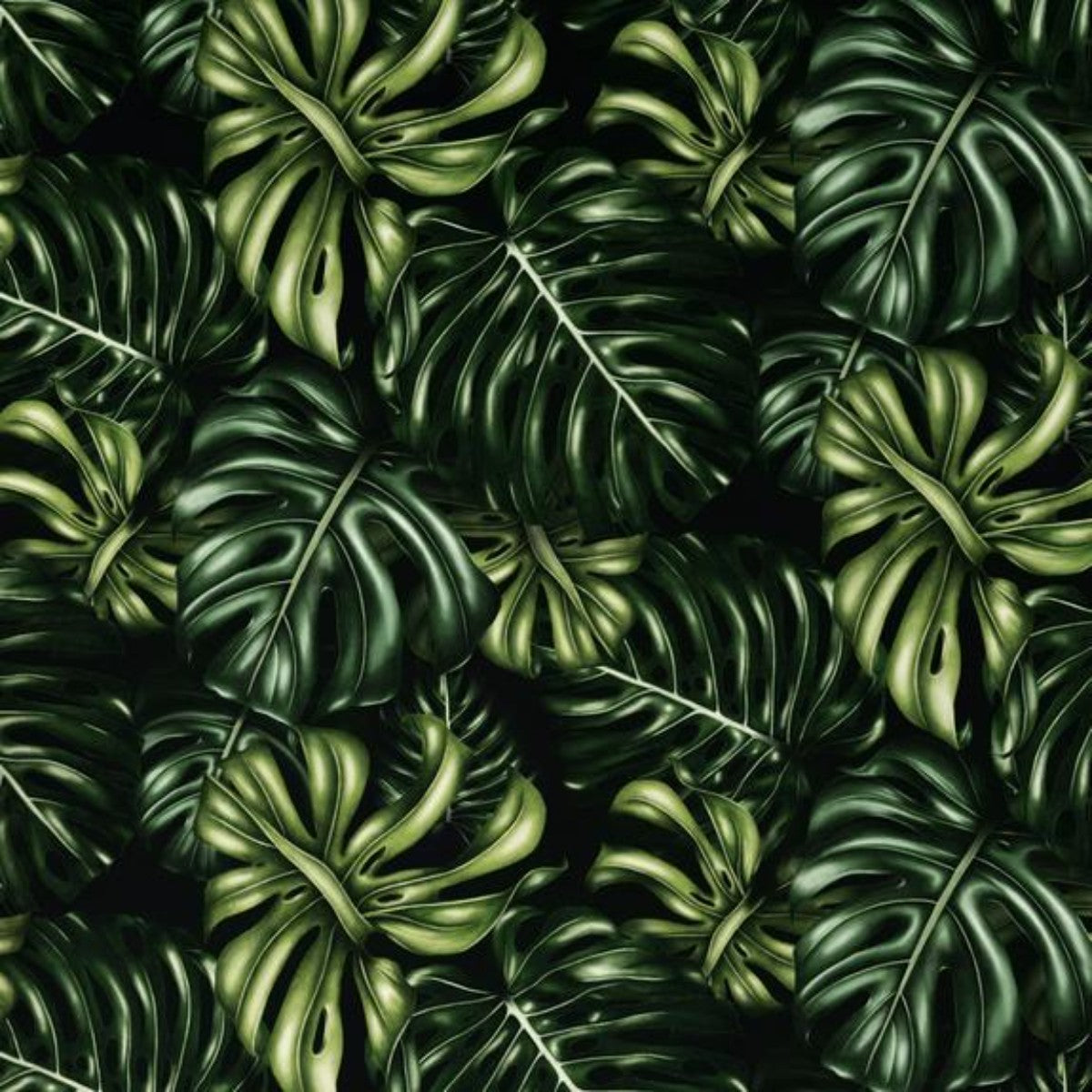 Charlotte Jade | Monstera Deliciosa | Wallpaper