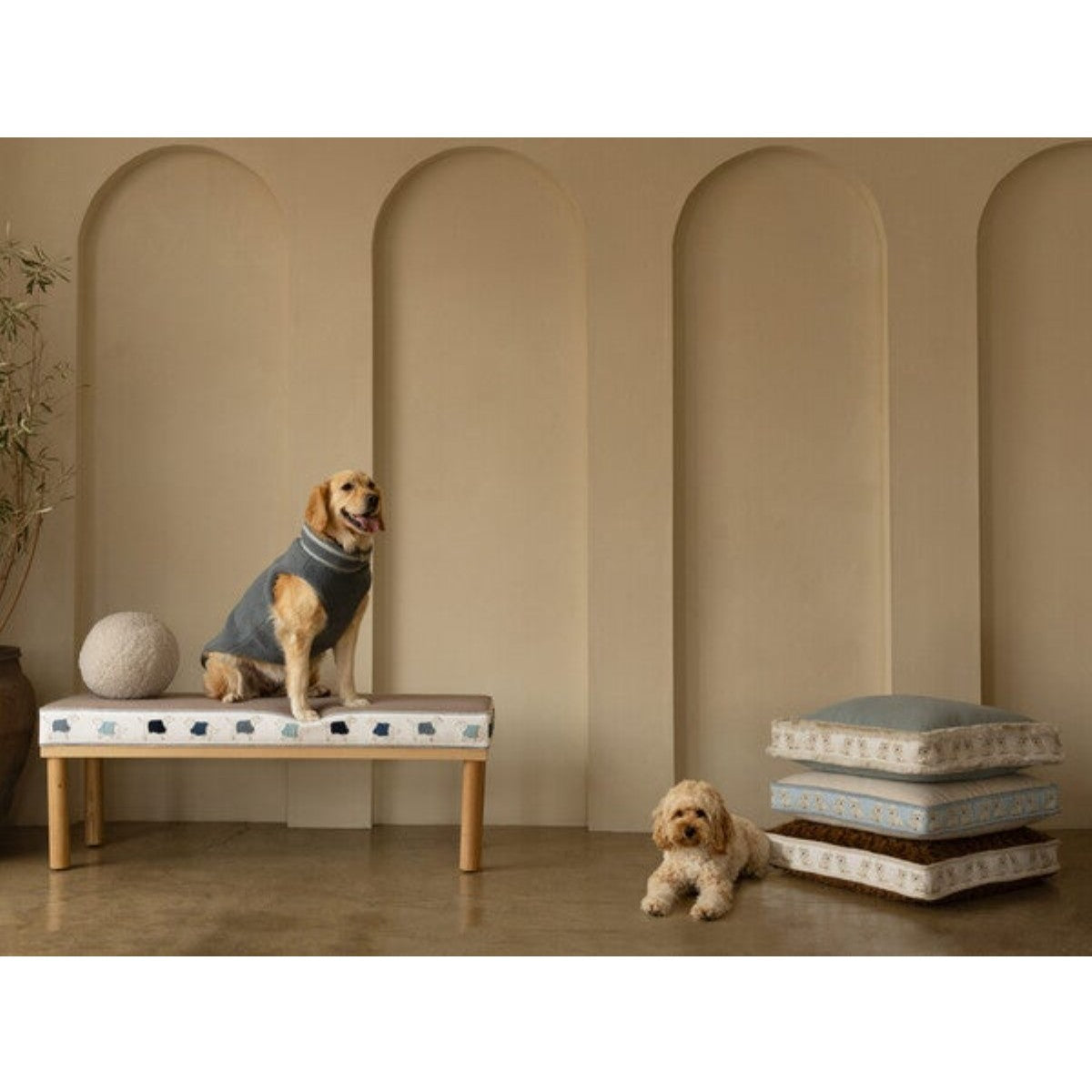 Samuel and Sons | Coton de Tulear Border
