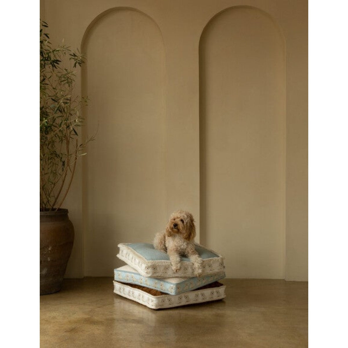 Samuel and Sons | Coton de Tulear Border