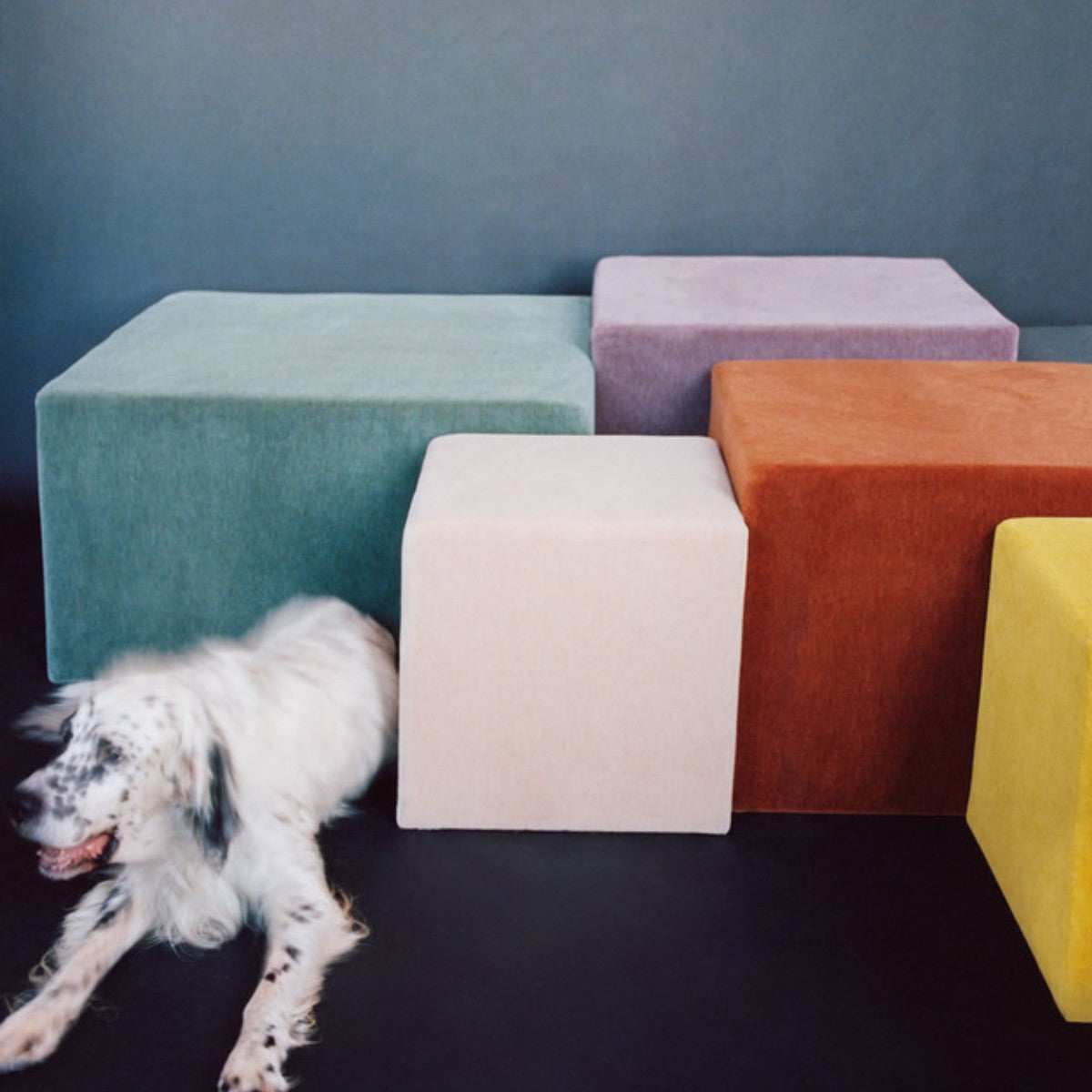 DEDAR | Alpaca Alto