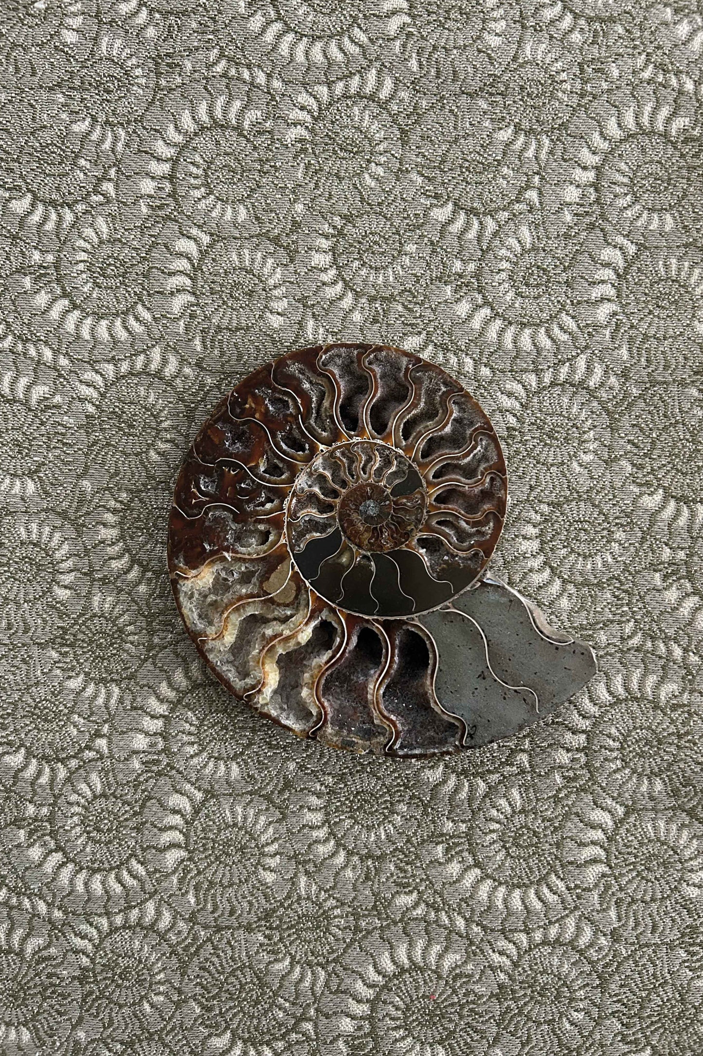 Lelièvre Paris | Ammonite