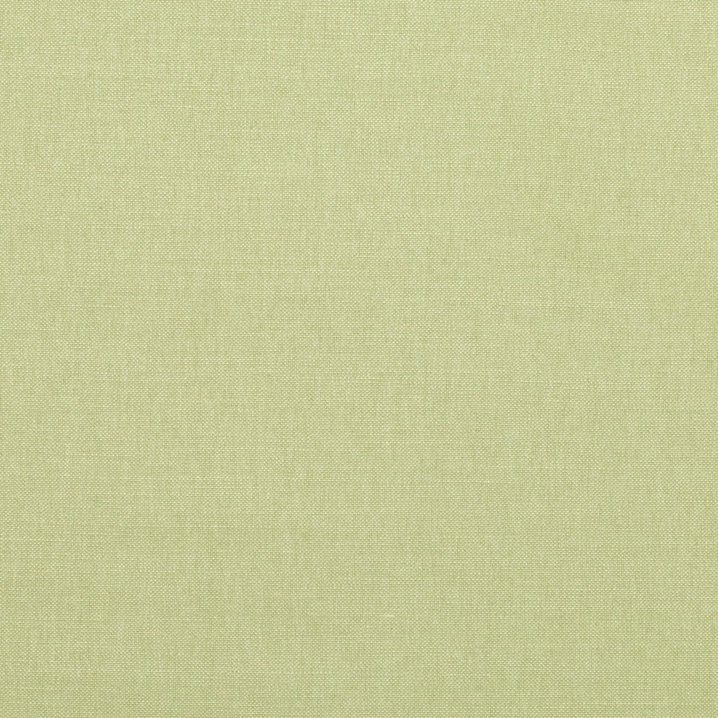 Romo | Linara – Chicory