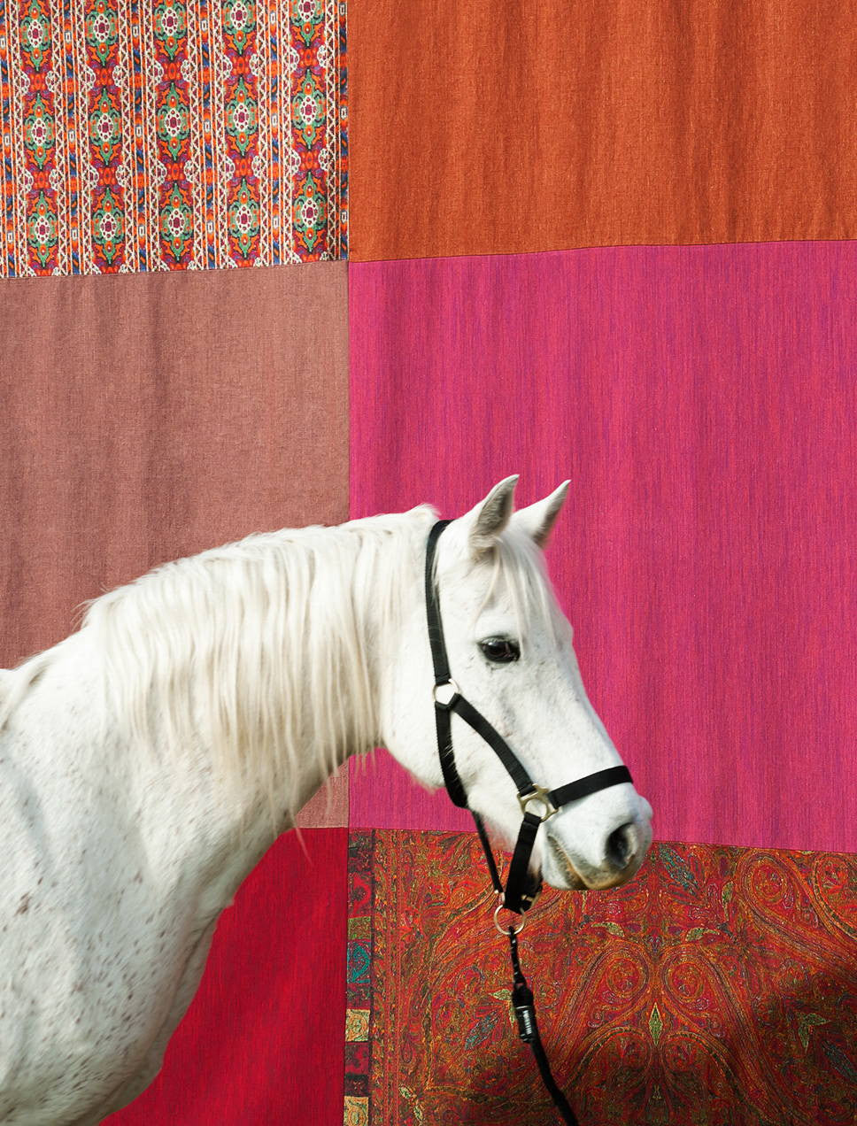 DEDAR | Acacia