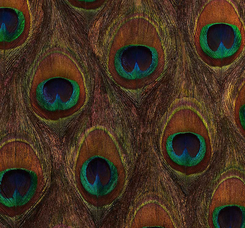 Schumacher | Peacock Ore wallcovering - 5008370
