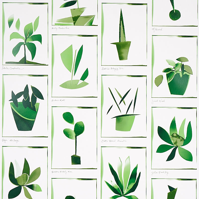 Schumacher | Botanicals wallcovering - 5012691