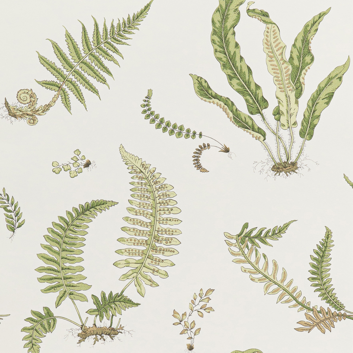 GP & J Baker | Ferns wallcovering - Leaf
