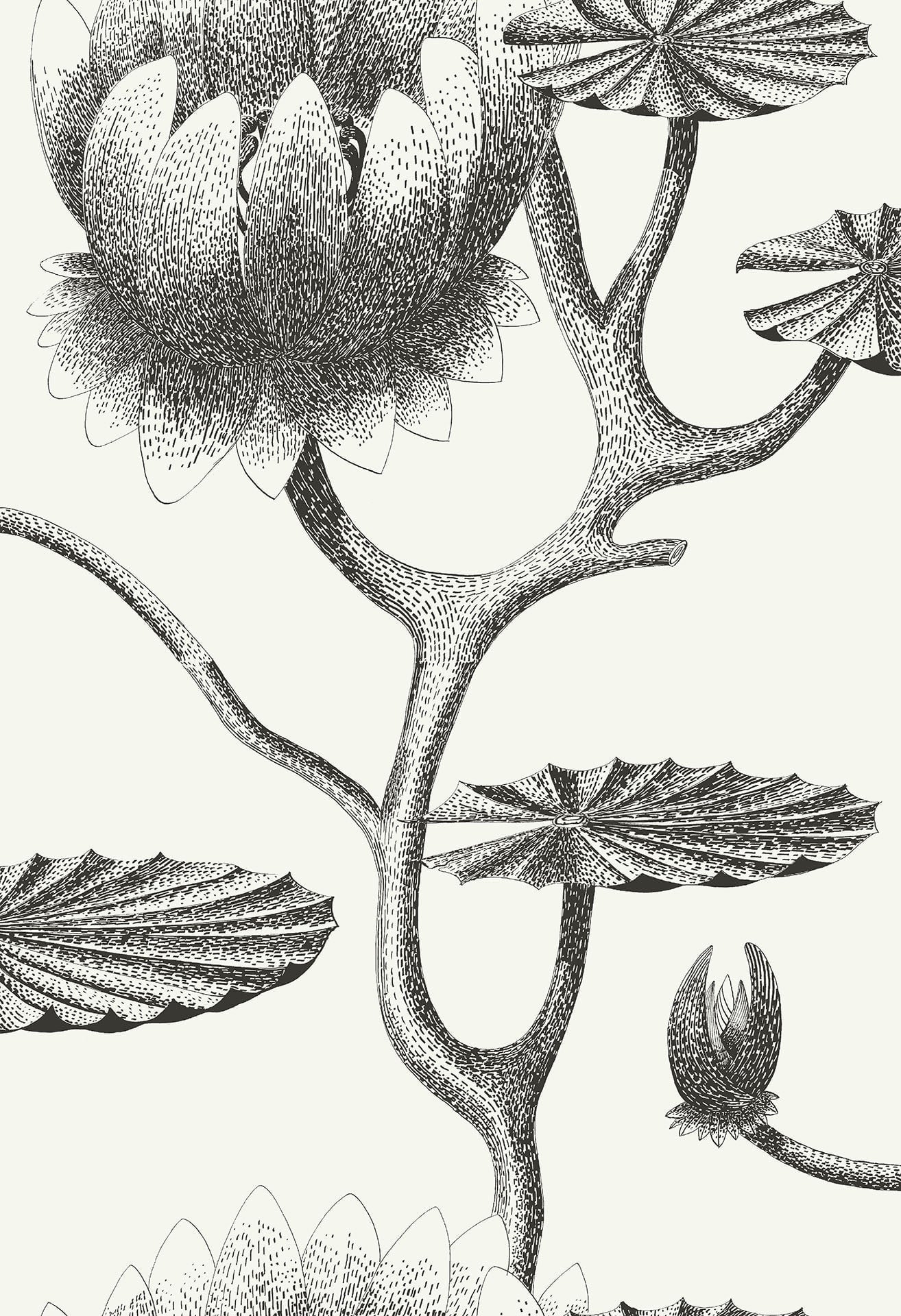Cole & Son Lily - Black on White