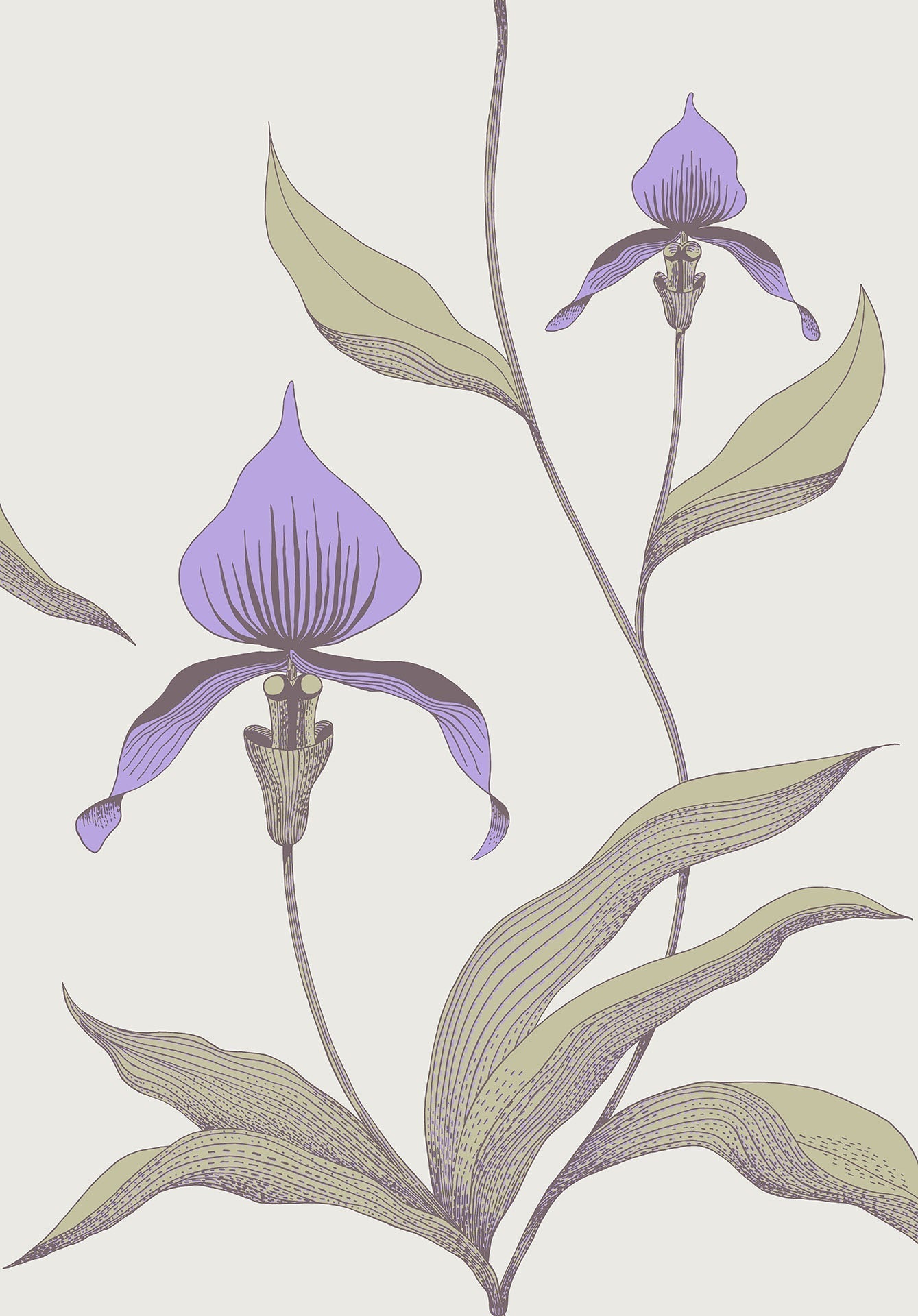Cole & Son Orchid wallpaper - Lilac & Old Olive on Eau du Nil