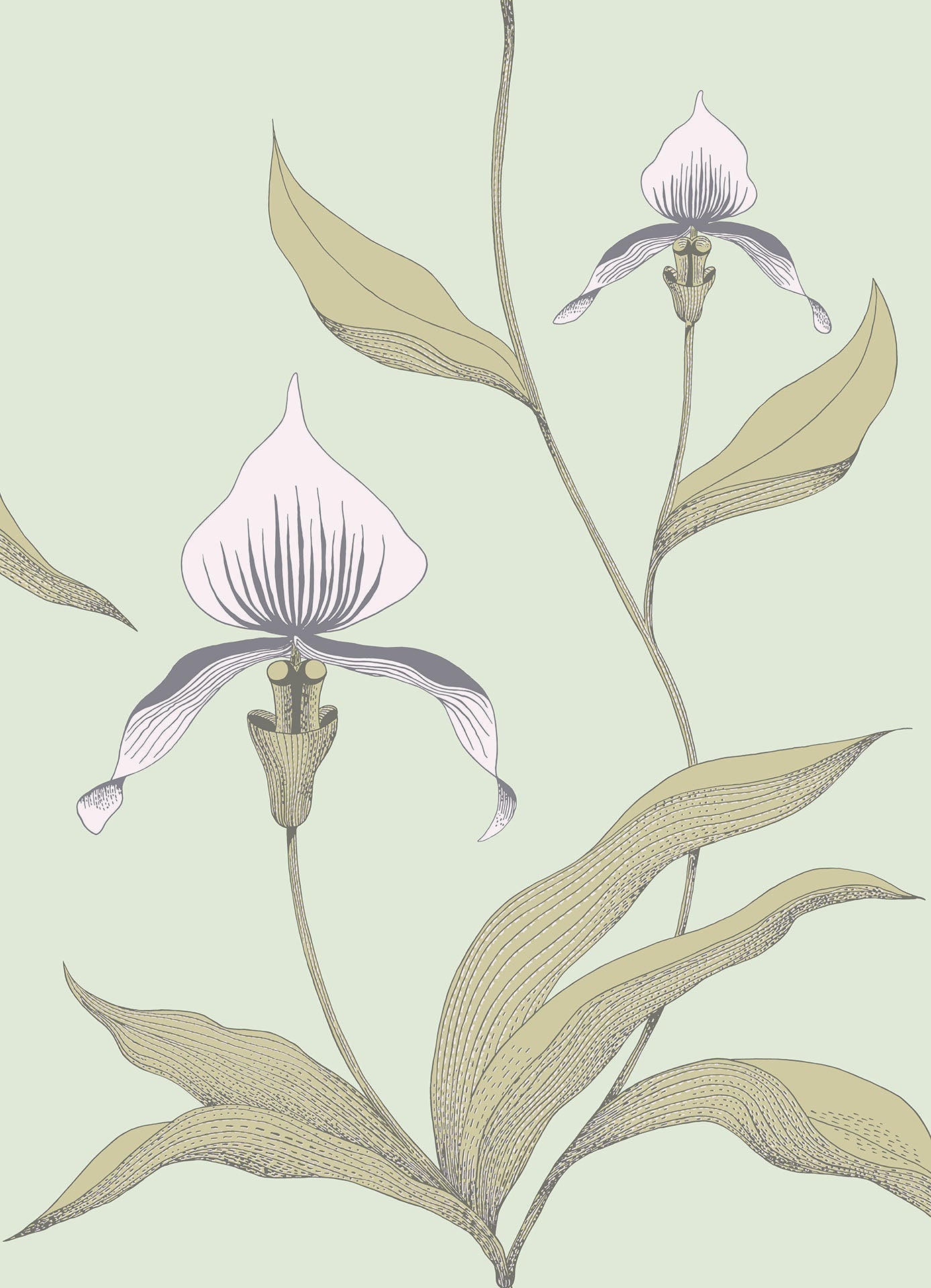 Cole & Son Orchid - Chalk & Sand on Duck Egg