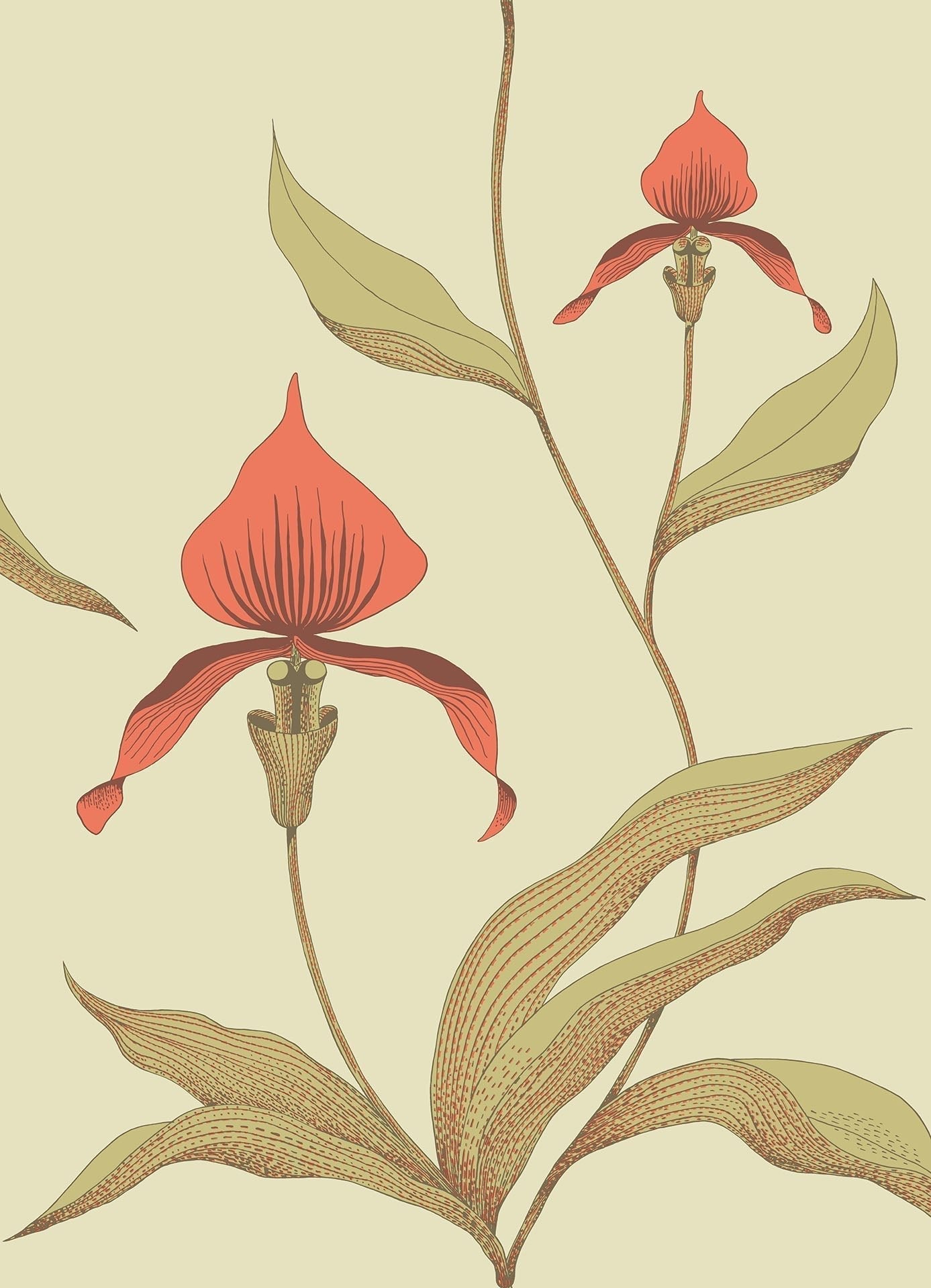 Cole & Son Orchid - Rouge & Olive Green on Soft Olive