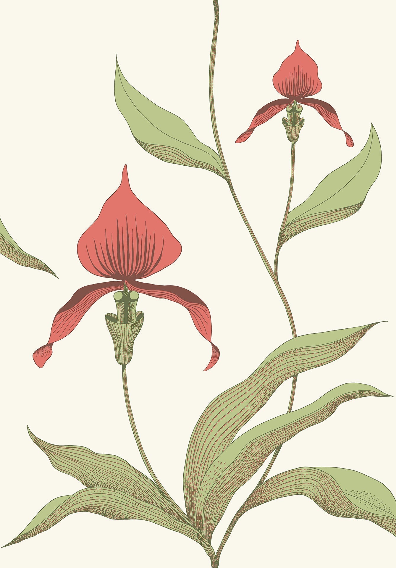 Cole & Son Orchid - Rouge & Olive on Parchment