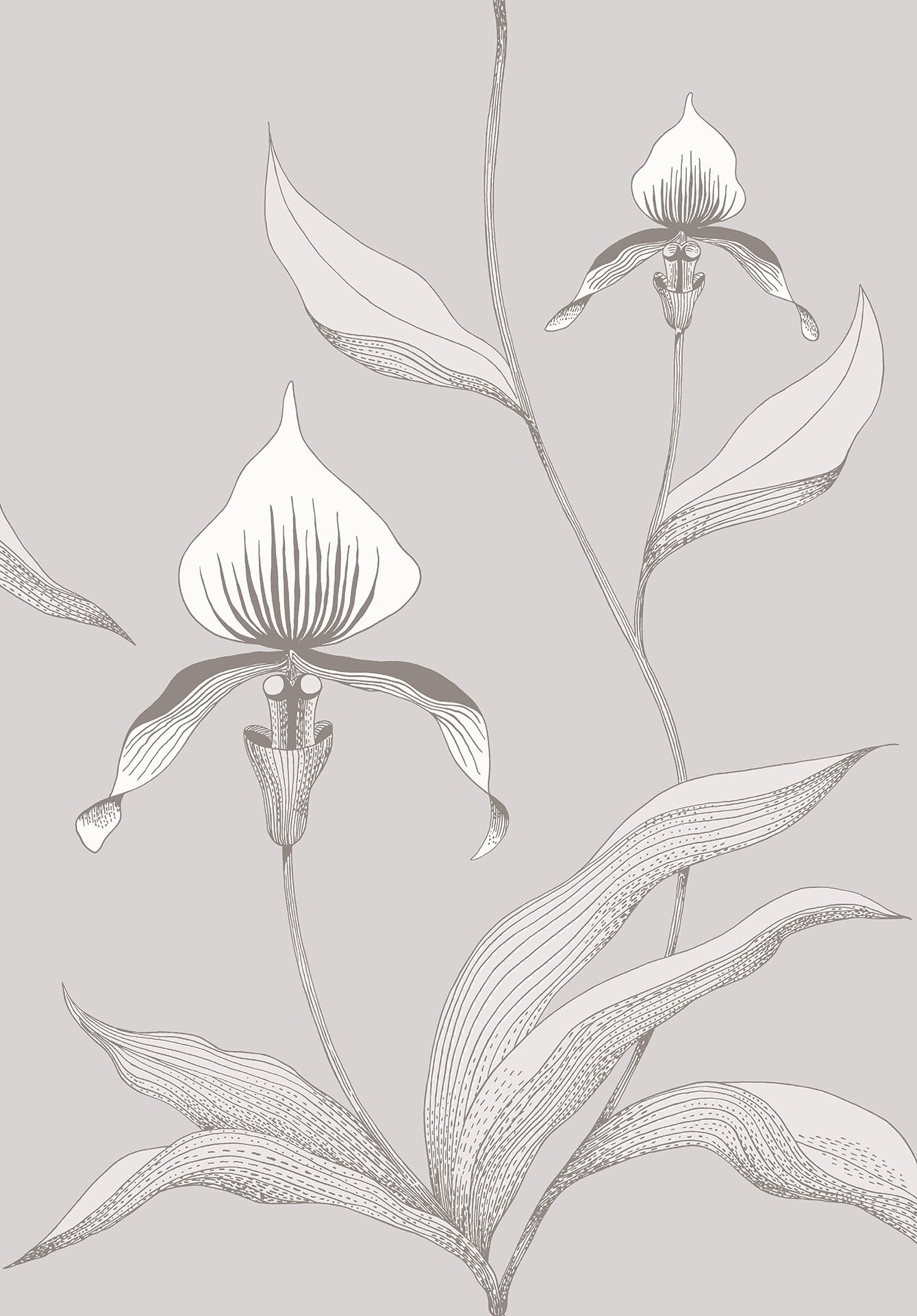 Cole & Son Orchid - White & Shell on Dove