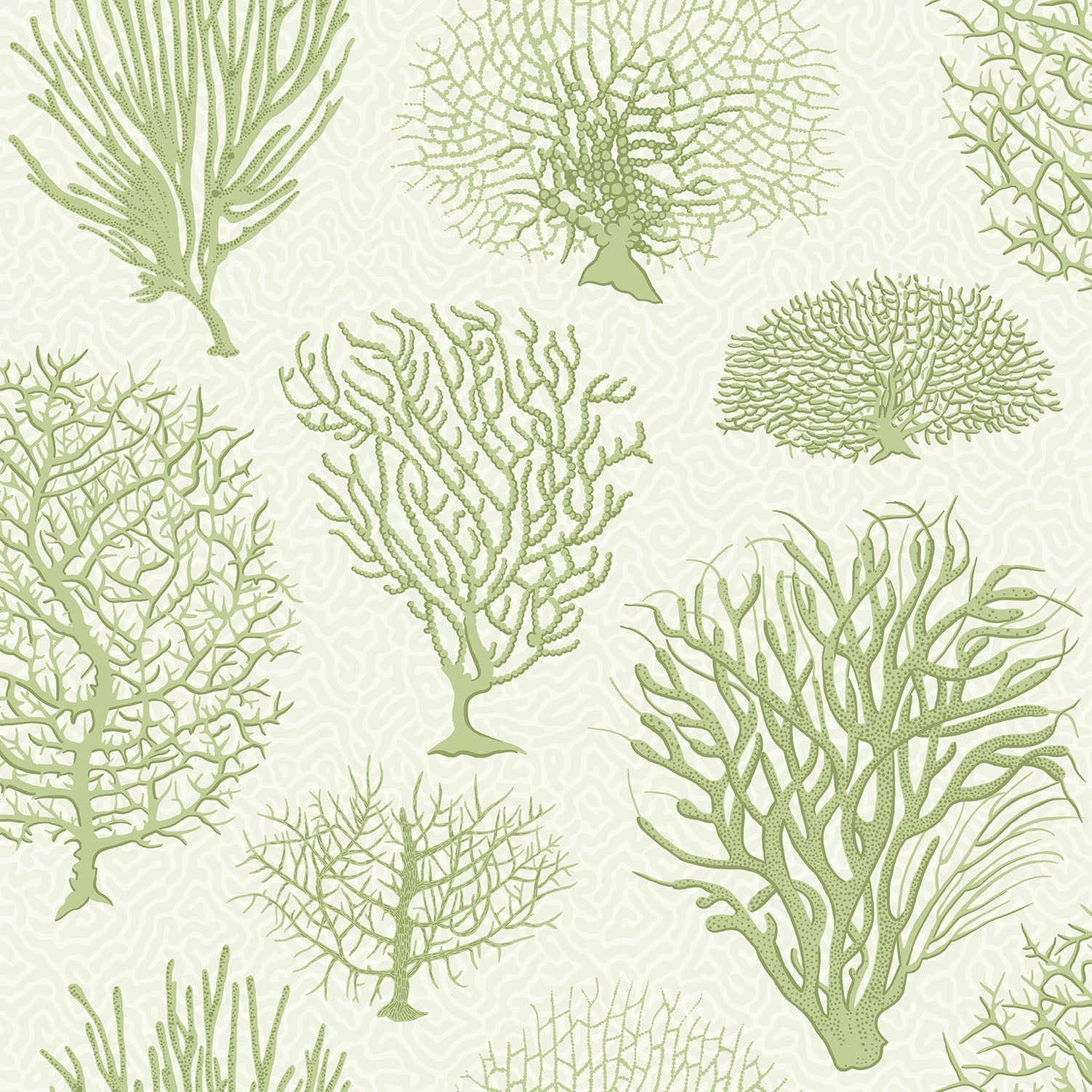 Cole & Son Seafern - Olive Green on White