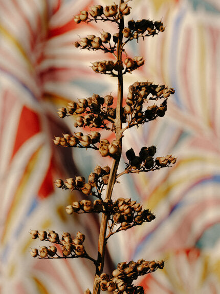 Plein songe detail